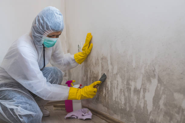 Best Mold Removal for HVAC Installations  in Celoron, NY